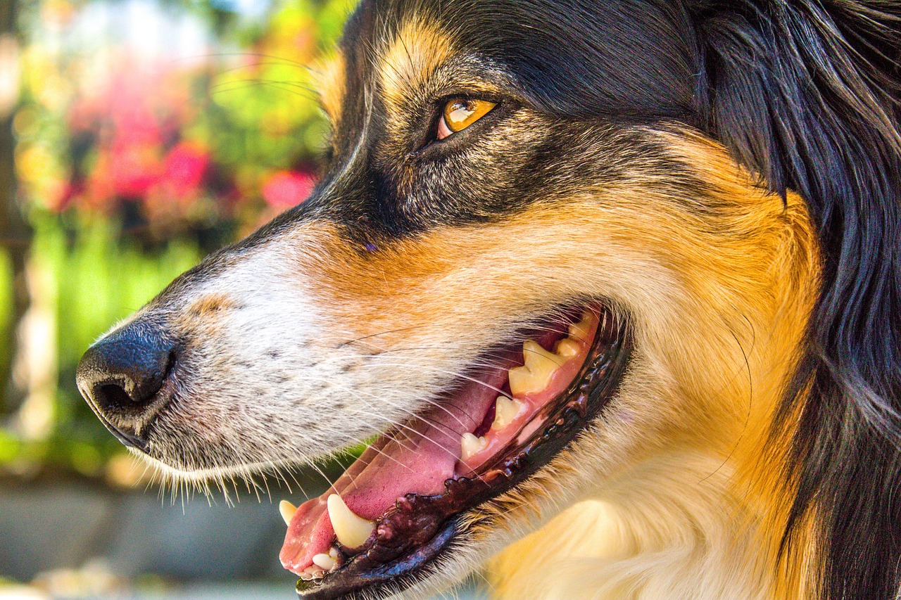 The Personality Traits of the Australian Cattle Dog